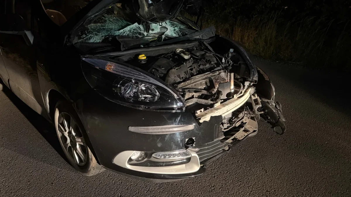 Jeleń wyskoczył przed Renault na DW381. Samochód poważnie rozbity, zwierzę nie przeżyło